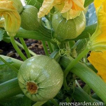 Zucchini Ronde de Nice - Renee's Garden Seeds