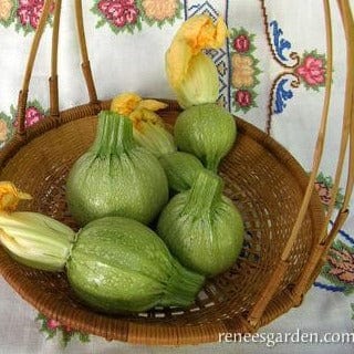 Zucchini Ronde de Nice - Renee's Garden Seeds