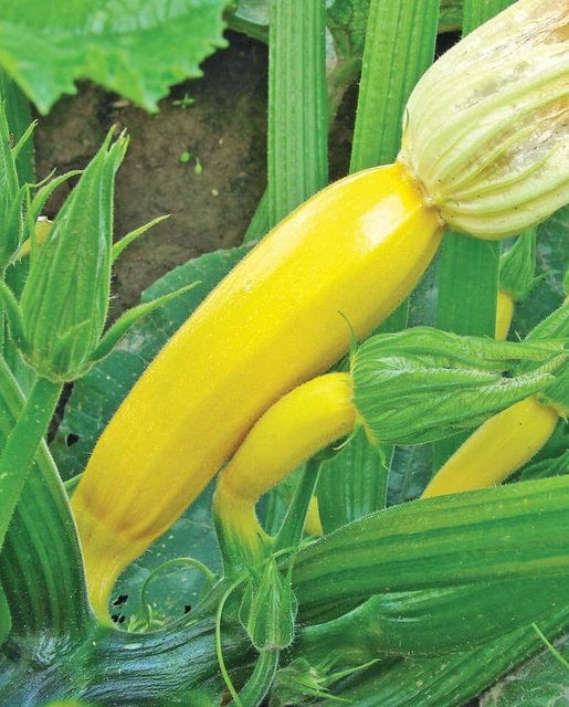 Organic Zucchini Squash Goldy - West Coast Seeds