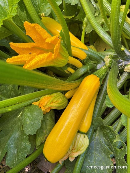 Organic Zucchini Summer Gold - Renee's Garden