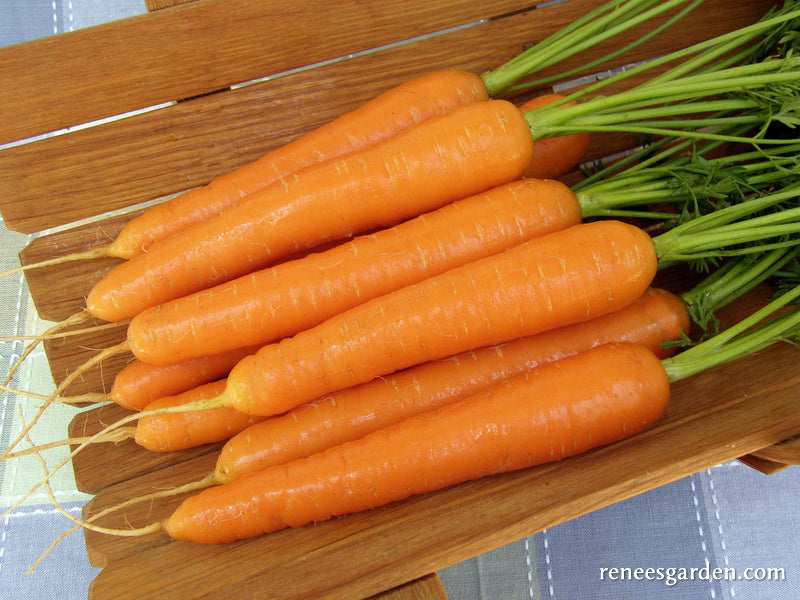 Organic Carrot Romance - Renee's Garden