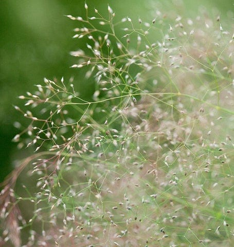 Ornamental Cloud Grass - West Coast Seeds