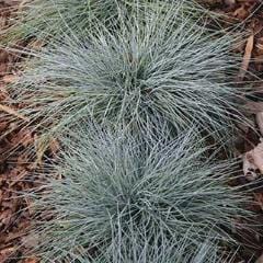 Ornamental Grass Blue - Burpee Seeds