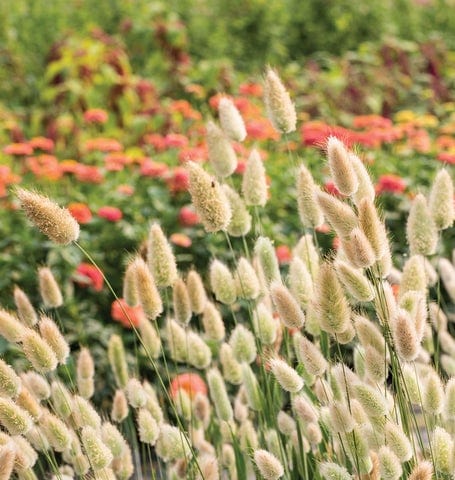 Ornamental Grass Bunny Tails - West Coast Seeds