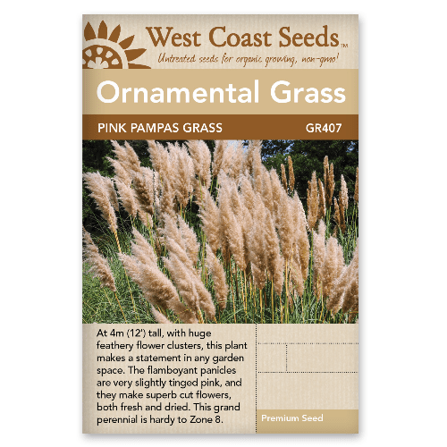 Pink Pampas Grass Ornamental - West Coast Seeds
