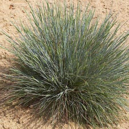 Ornamental Grass Sheep Fescue West Coast Seeds