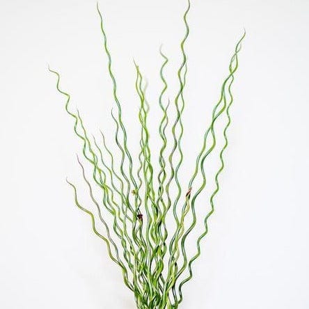 Ornamental Grass Twister - West Coast Seeds