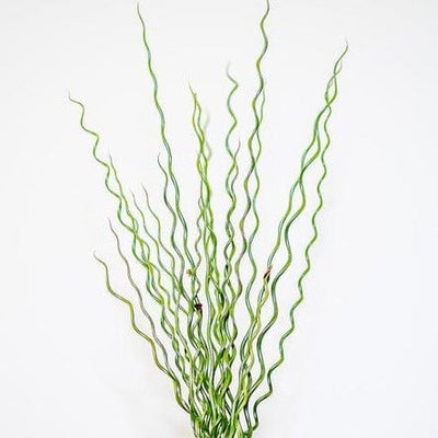 Ornamental Grass Twister - West Coast Seeds
