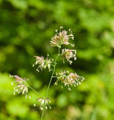 Ornamental Orchard Grass - West Coast Seeds