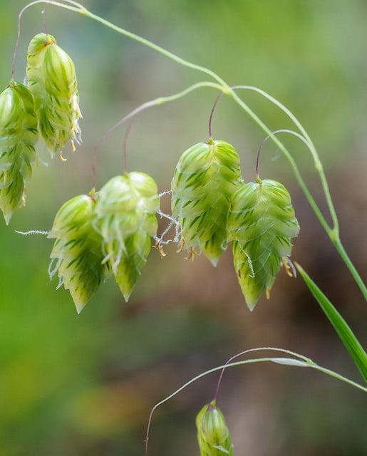 Ornamental Quaking Grass - West Coast Seeds