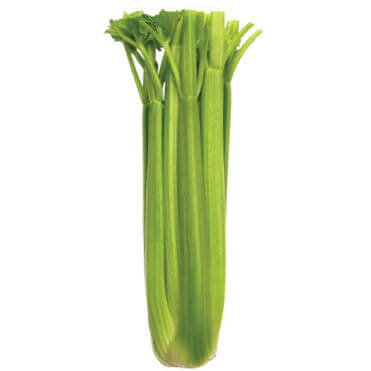 Celery Tall Utah - Ontario Seed Company