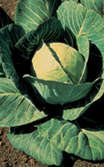 Cabbage Danish Ballhead - Ontario Seed Company