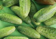 Cucumber Chicago Pickling - Ontario Seed Company
