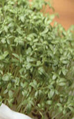 Cress Extra Curled - Ontario Seed Company
