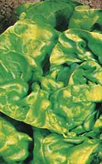 Lettuce Buttercrunch - Ontario Seed Company