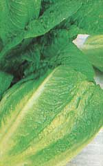 Lettuce Paris Island (Cos) - Ontario Seed Company