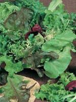Mesclun Mixture Salad Greens - Ontario Seed Company