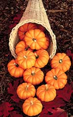 Pumpkin Jack Be Little - Ontario Seed Company