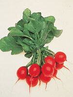 Radish Cherry Belle - Ontario Seed Company