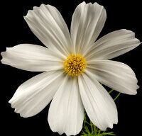 Cosmos Sensation White - Ontario Seed Company