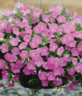 Shock Wave Petunia Pink - Ontario Seed Company