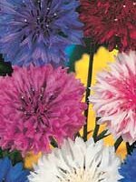 Bachelor Buttons Mixed Colours - Ontario Seed Company