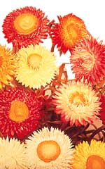Strawflowers Mixed Helichrysum - Ontario Seed Company