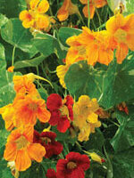 Nasturtium Out of Africa - Ontario Seed Company