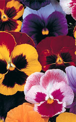 Pansy Super Swiss Giant Mix - Ontario Seed Company