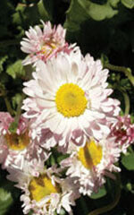 English Daisy Bell Giant Double Mixed - Ontario Seed Company