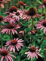 Purple Coneflower Echinacea - Ontario Seed Company