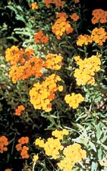 Wallflower Double Mixed - Ontario Seed Company