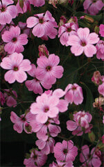 Saponaria Soapwort - Ontario Seed Company Ltd OSC