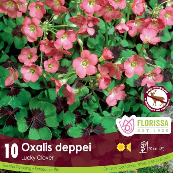 Oxalis Deppei Lucky Clover