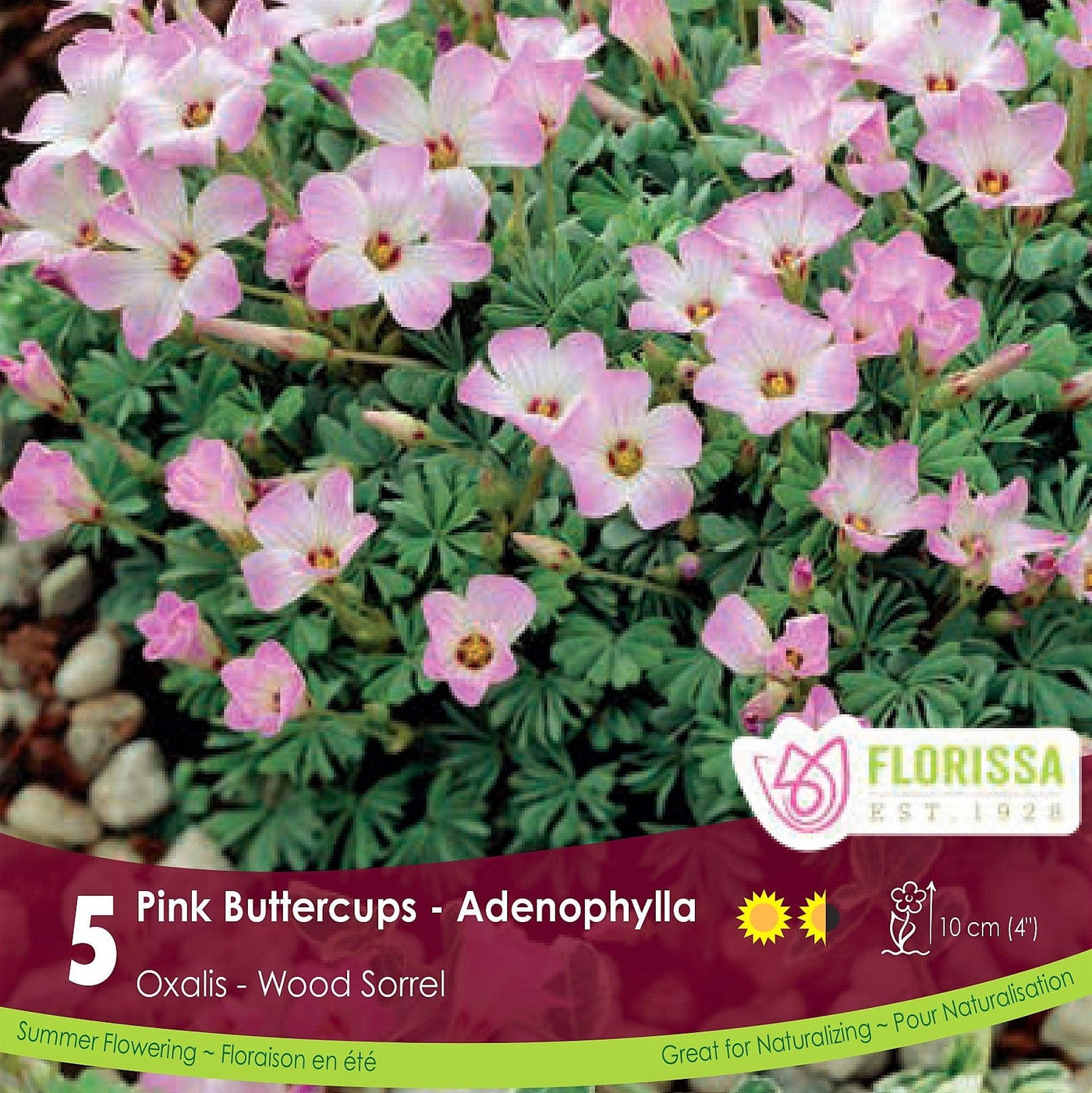 Oxalis - Pink Buttercups - Adenophylla, 5 Pack