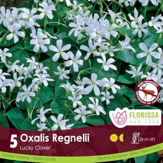 Oxalis - Regnelii, 5 Pack
