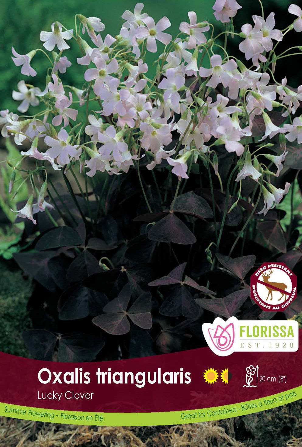 Oxalis Triangularis, 5 Pack