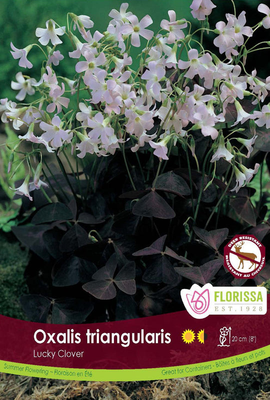 Oxalis Triangularis, 5 Pack