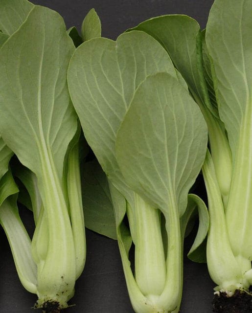 Pac Choi Mei Qing Choi - West Coast Seeds