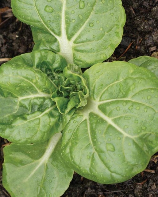 Pac Choi Toy Choi - West Coast Seeds