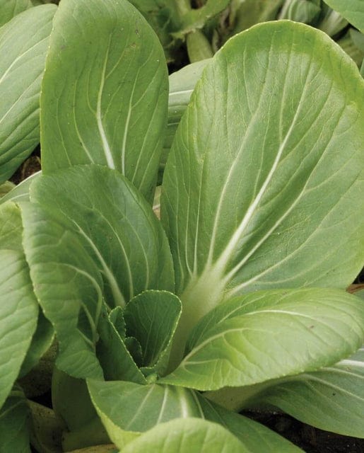 Pac Choi White Stemmed - West Coast Seeds