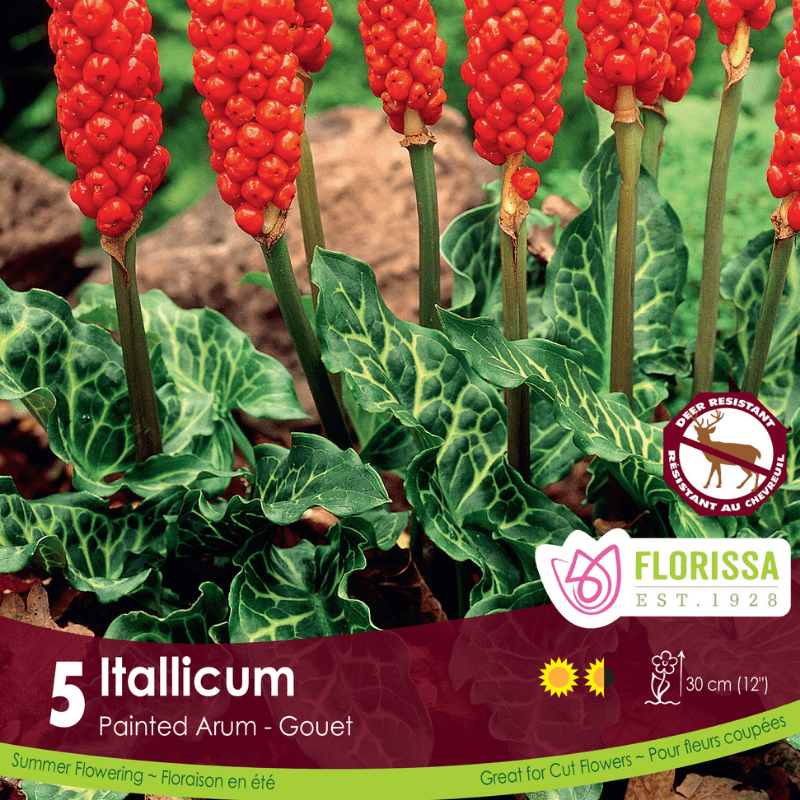 Painted Arum - Italicum, 5 Pack