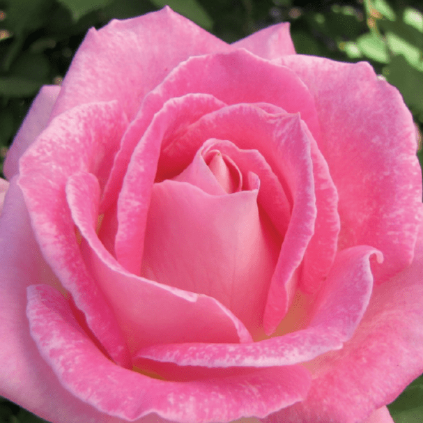 Painted Porcelain | Weeks Roses Hybrid Tea – Wildwood Outdoor Living