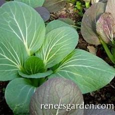 Baby Pak Choi Green Fortune - Renee's Garden