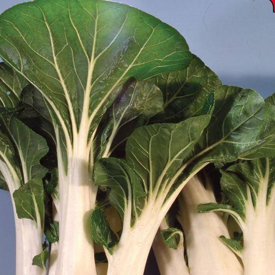 Pakchoi Cantong White AV - McKenzie Seeds