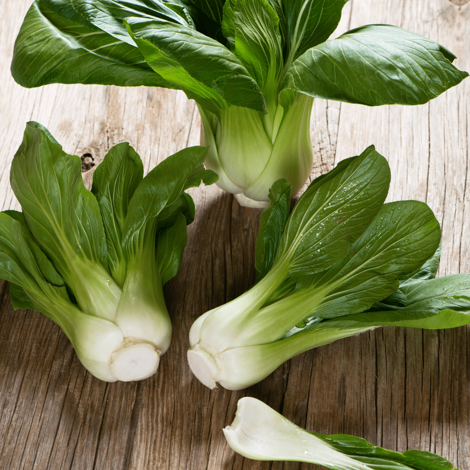 Pak Choi Chinese - Ontario Seed Company