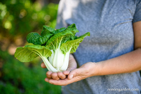 Pak Choi Green Jewel Mini - Renee's Garden