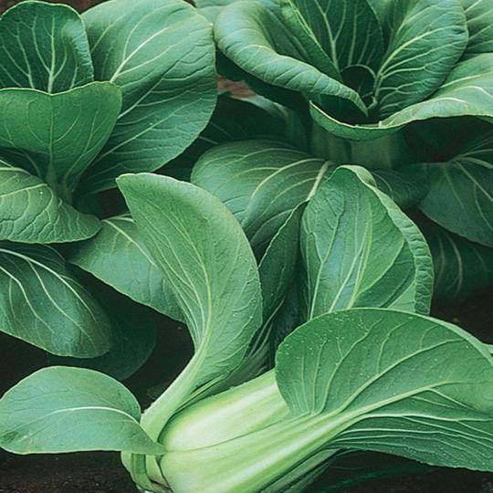 Pak Choi Mei Qing AV - McKenzie Seeds