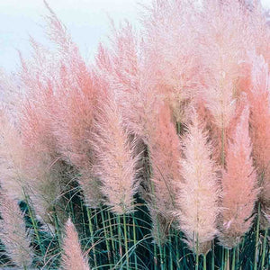 Pampas Grass Pink - McKenzie Seeds 
