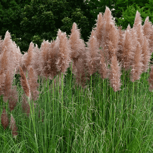 Pampas Grass Pink - Mr. Fothergill's Seeds